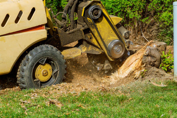 Reliable Andrews, IN Tree Services Solutions